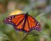How to create a butterfly garden