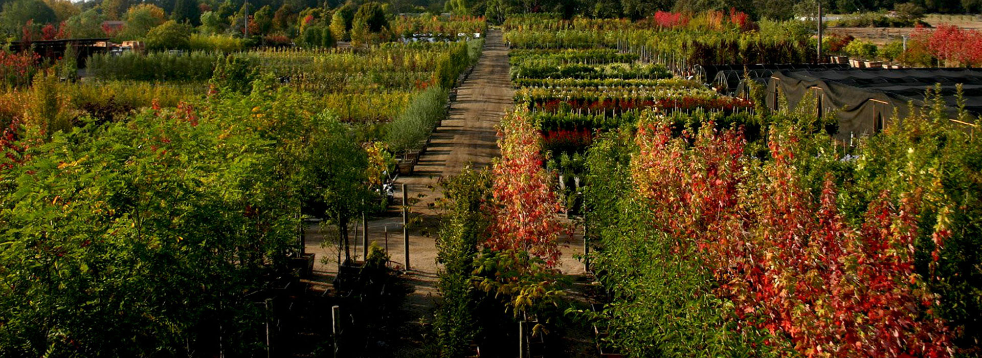 Urban Tree Farm Nursery