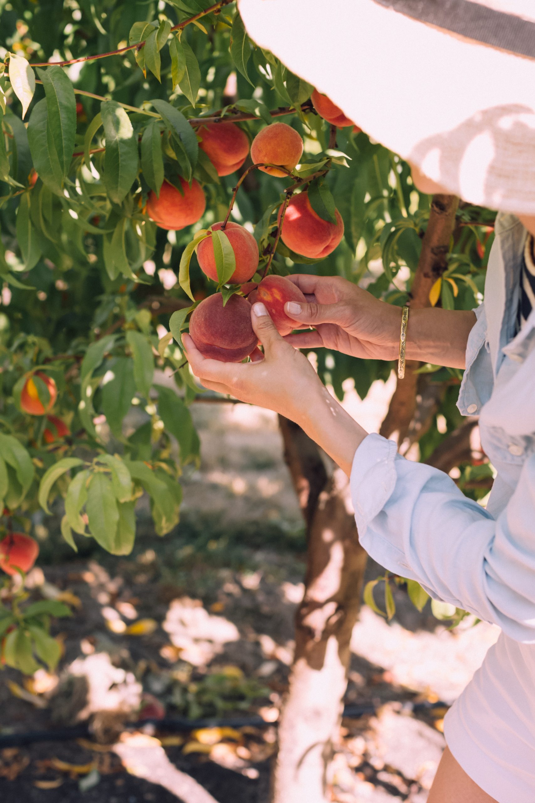 Bountiful crops from backyard orchards. Learn how at Urban Tree Farm Nursery