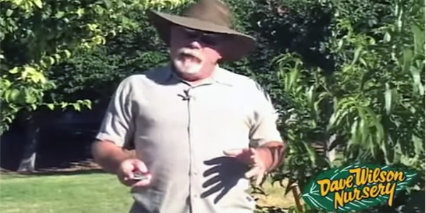 Fruit tree pruning videos from Dave Wilson Nursery