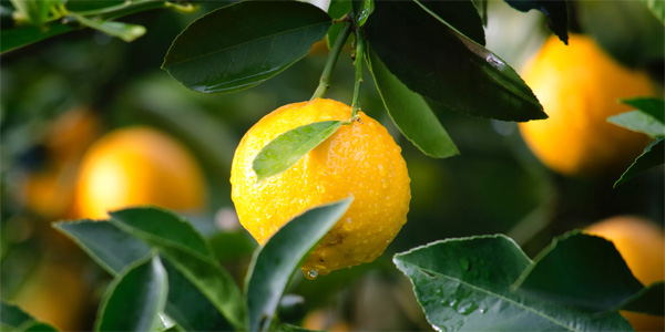 Citrus tree help at Urban Tree Farm Nursery