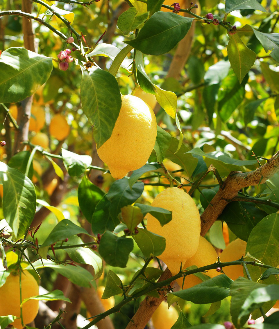 Lemon trees at Urban Tree Farm Nursery