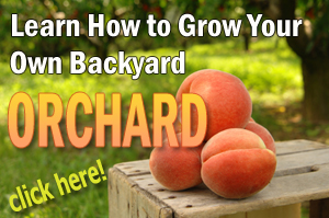 How to grow a backyard orchard.