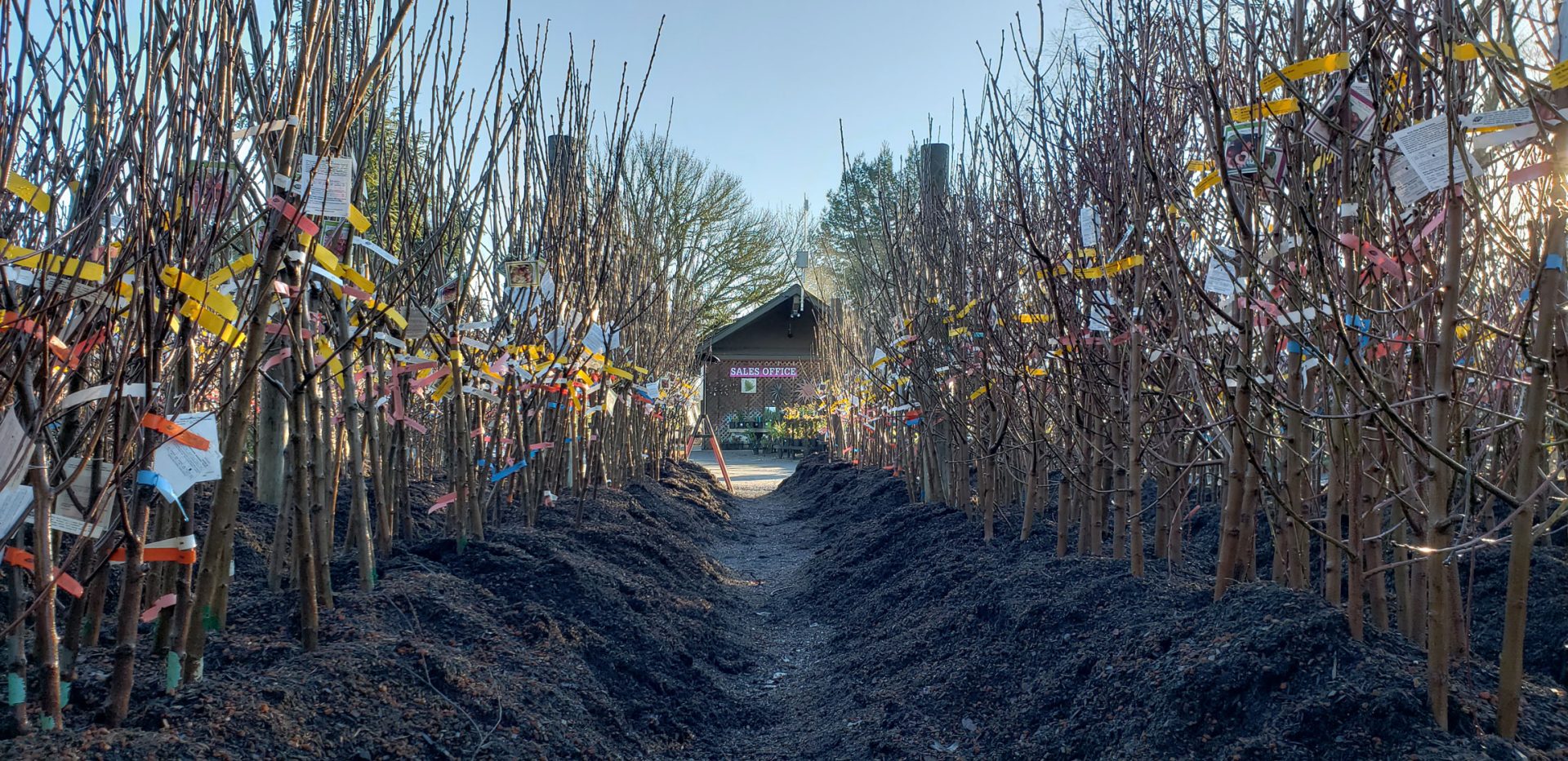 Urban Tree Farm Nursery in Santa Rosa, CA has bare root fruit trees.