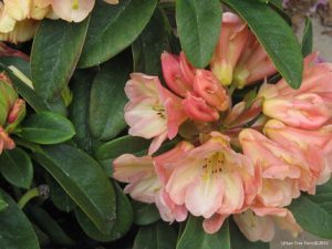 Nursery Catalog | Urban Tree Farm Nursery