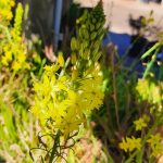 Bulbine frutescens