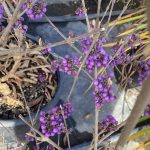 Callicarpa bodinieri 'Profusion'