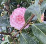 Camellia hybrid 'Buttons'n Bows' - Image 2
