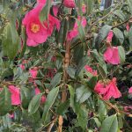 Camellia hybrid 'Crimson Candles'