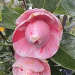 Camellia japonica 'Ave Maria'