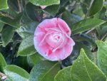 Camellia japonica 'La Peppermint'