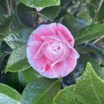 Camellia japonica 'La Peppermint'