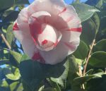 Camellia japonica 'La Peppermint' - Image 2