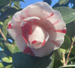 Camellia japonica 'La Peppermint' - Image 3