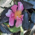 Camellia sasanqua 'October Magic Pink Perplexion'