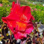 Canna 'Black Knight'