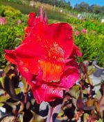 Canna 'Black Knight'