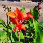 Canna 'Jungle Flame'