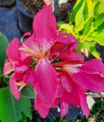 Canna 'Rosalita'