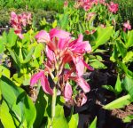 Canna 'Rosalita' - Image 2