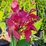 Canna 'Rosalita' - Image 3