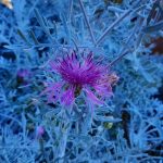 Centaurea gymnocarpa