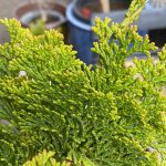 Chamaecyparis obtusa 'Nana Lutea'