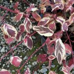 Cornus sericea 'Hedgerows Gold'