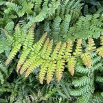 Dryopteris wallichiana 'Jurassic Gold'