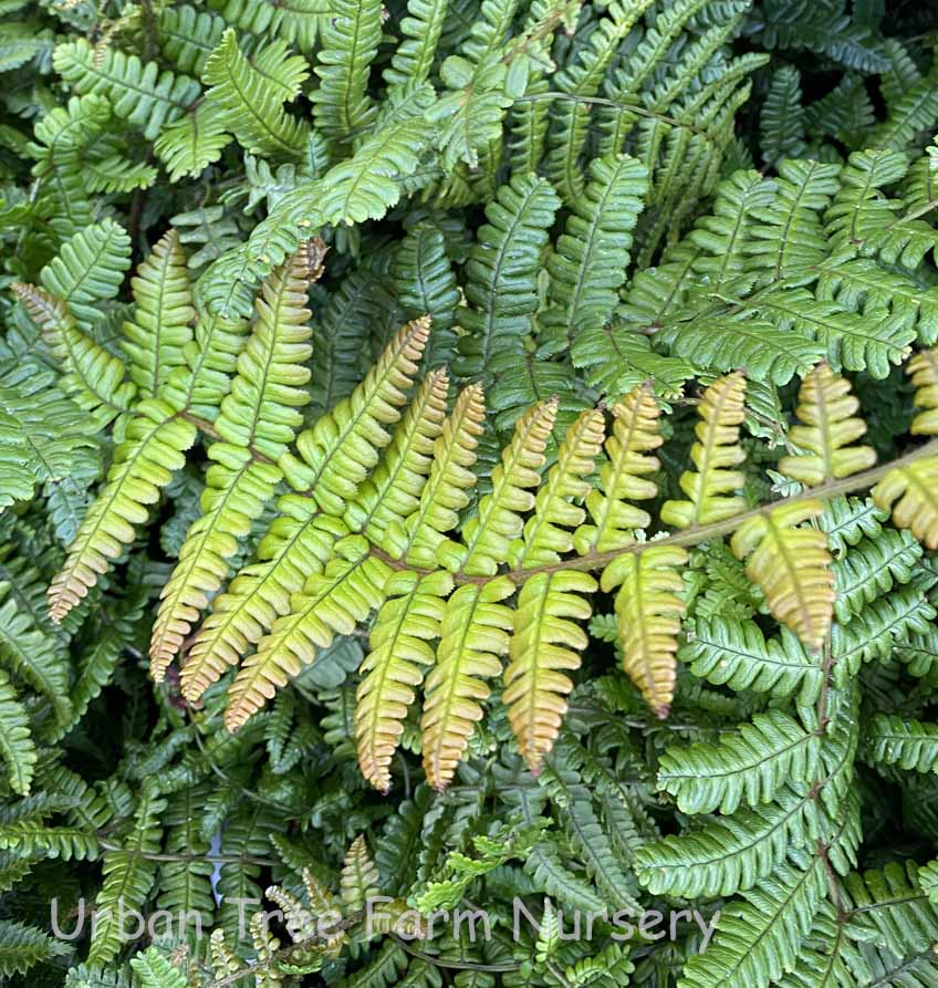 Dryopteris-wallichiana-Jurassic-Gold-a Dryopteris wallichiana 'Jurassic Gold' - Image 1