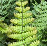Dryopteris wallichiana 'Jurassic Gold' - Image 2