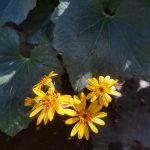 Farfugium japonicum 'Last Dance'
