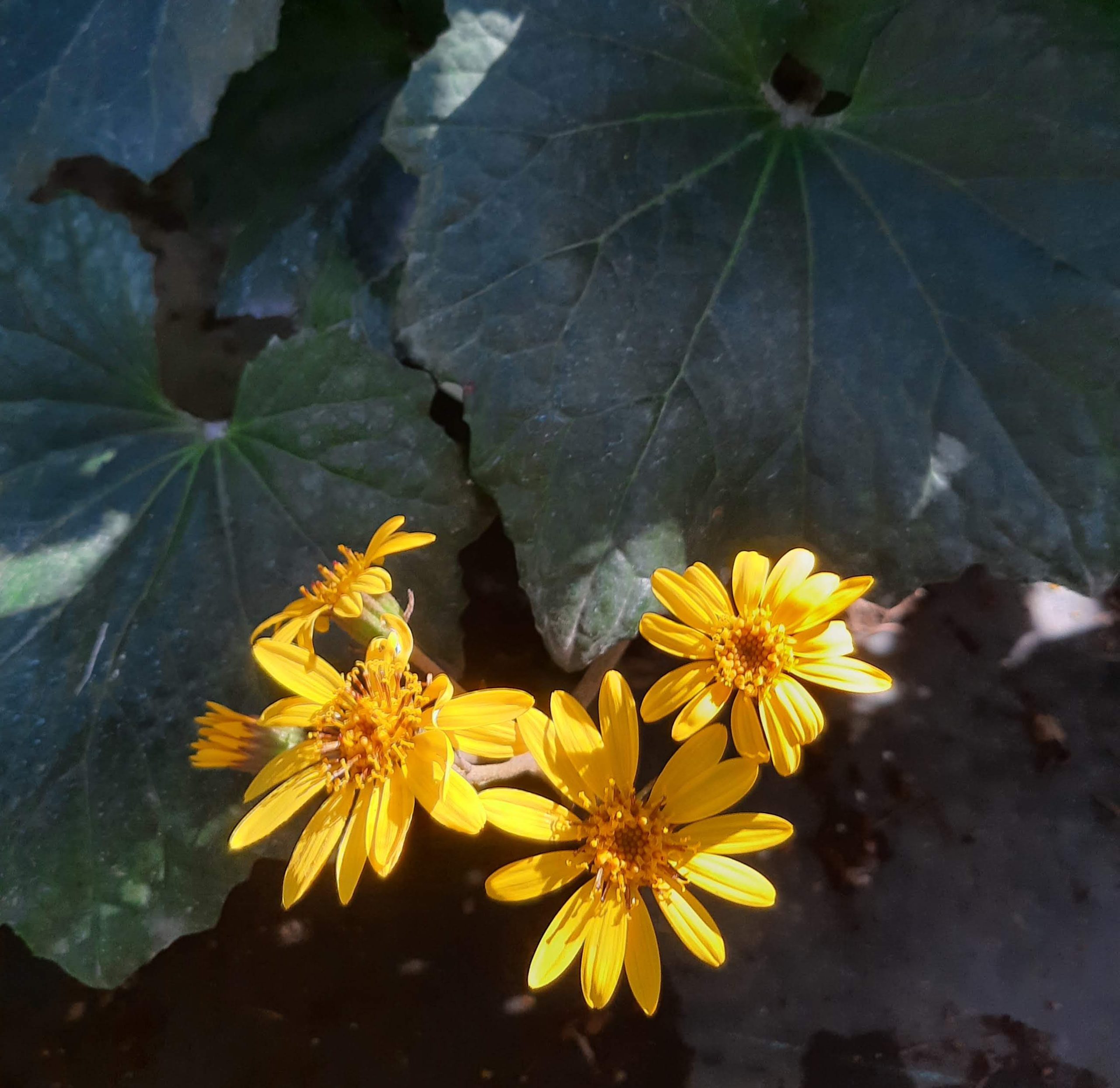 Farfugium-japonicum-Last-Dance-a Farfugium japonicum 'Last Dance' - Image 1