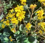 Farfugium japonicum 'Last Dance' - Image 2