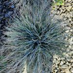 Festuca glauca 'Beyond Blue'