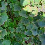 Fruit Currant Red Lake