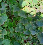 Fruit Currant Red Lake