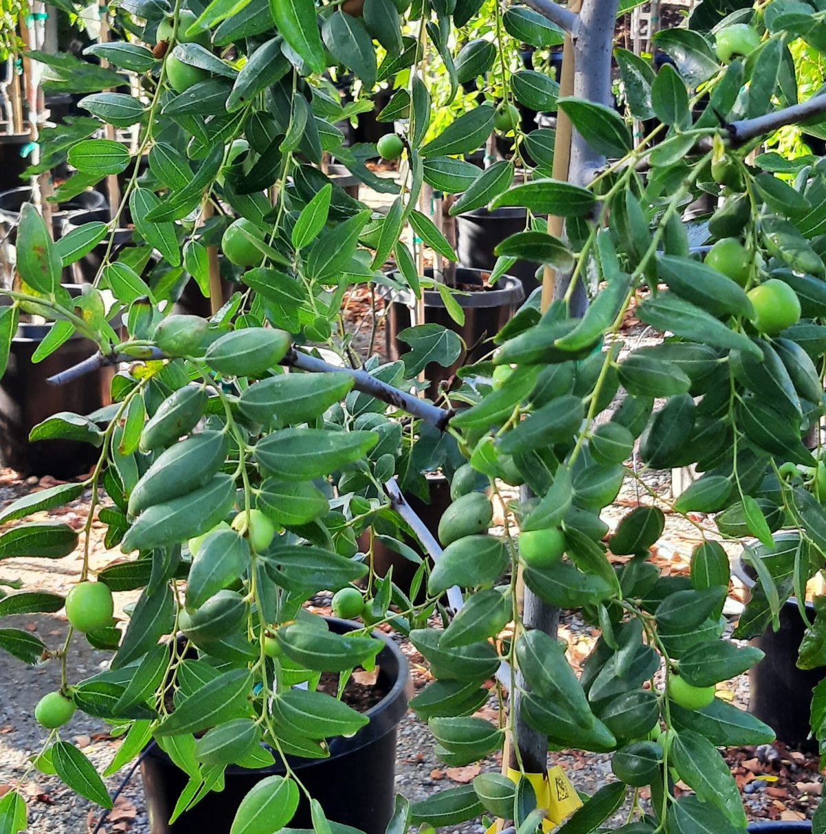 Fruit Jujube Honey Jar Urban Tree Farm Nursery