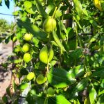 Fruit Jujube Sugar Cane