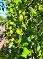 Fruit Jujube Sugar Cane