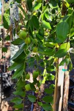 Fruit Jujube Sugar Cane - Image 2