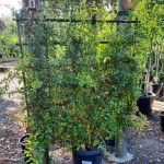 Fruit Pomegranate Foothill Early TRELLIS