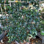 Gardenia jasminoides 'Veitchii' TRELLIS
