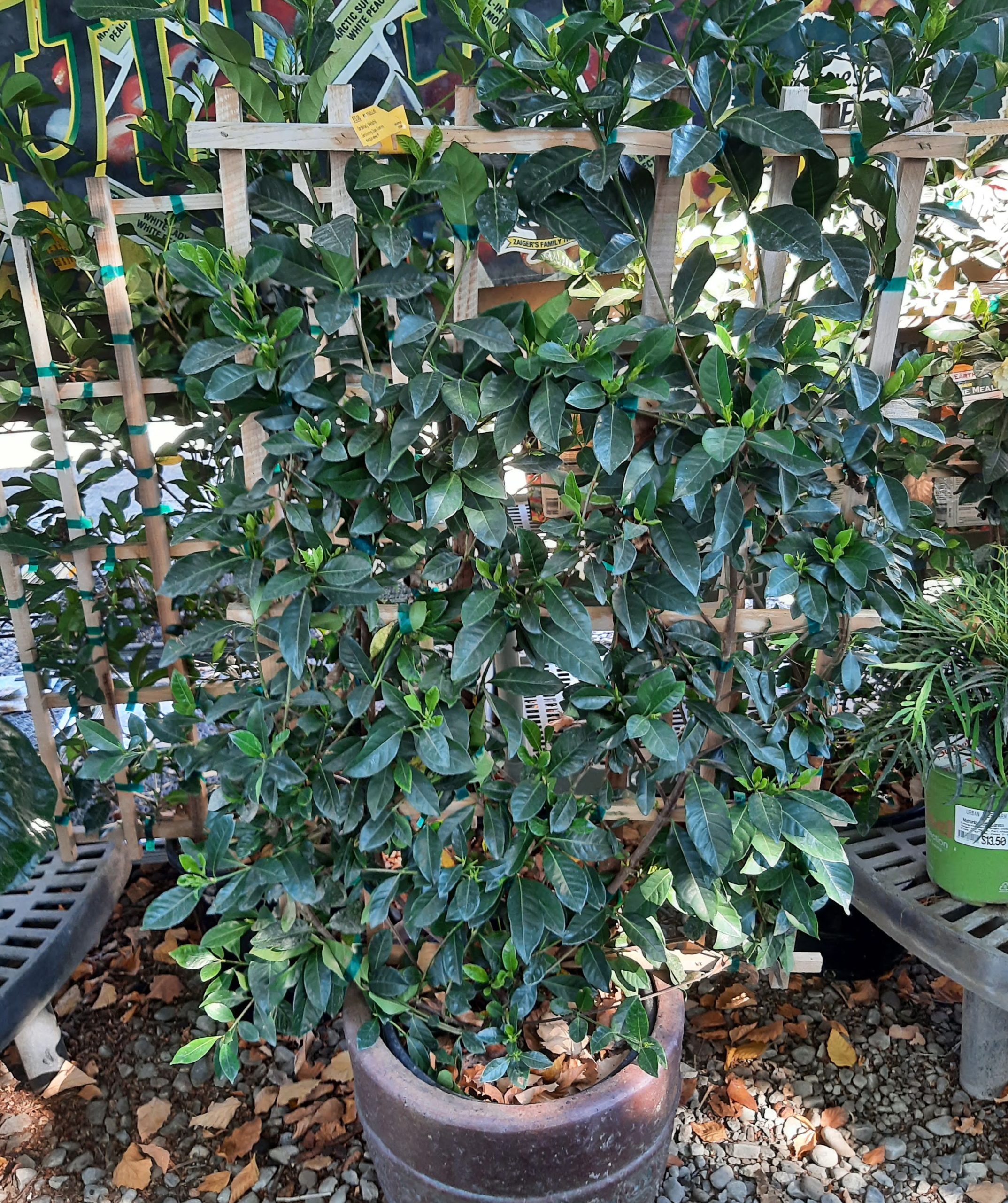 Gardenia-jasminoides-Veitchii-TRELLIS-a Gardenia jasminoides 'Veitchii' TRELLIS - Image 1