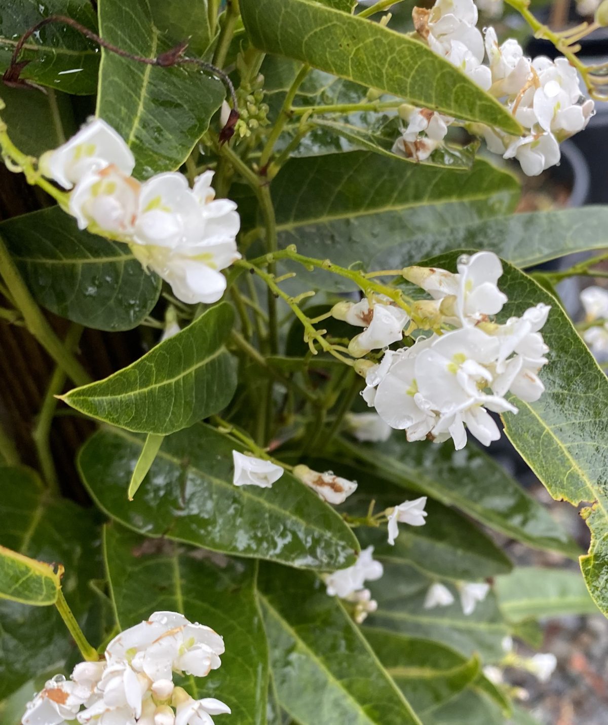 Hardenbergia violacea White Out a