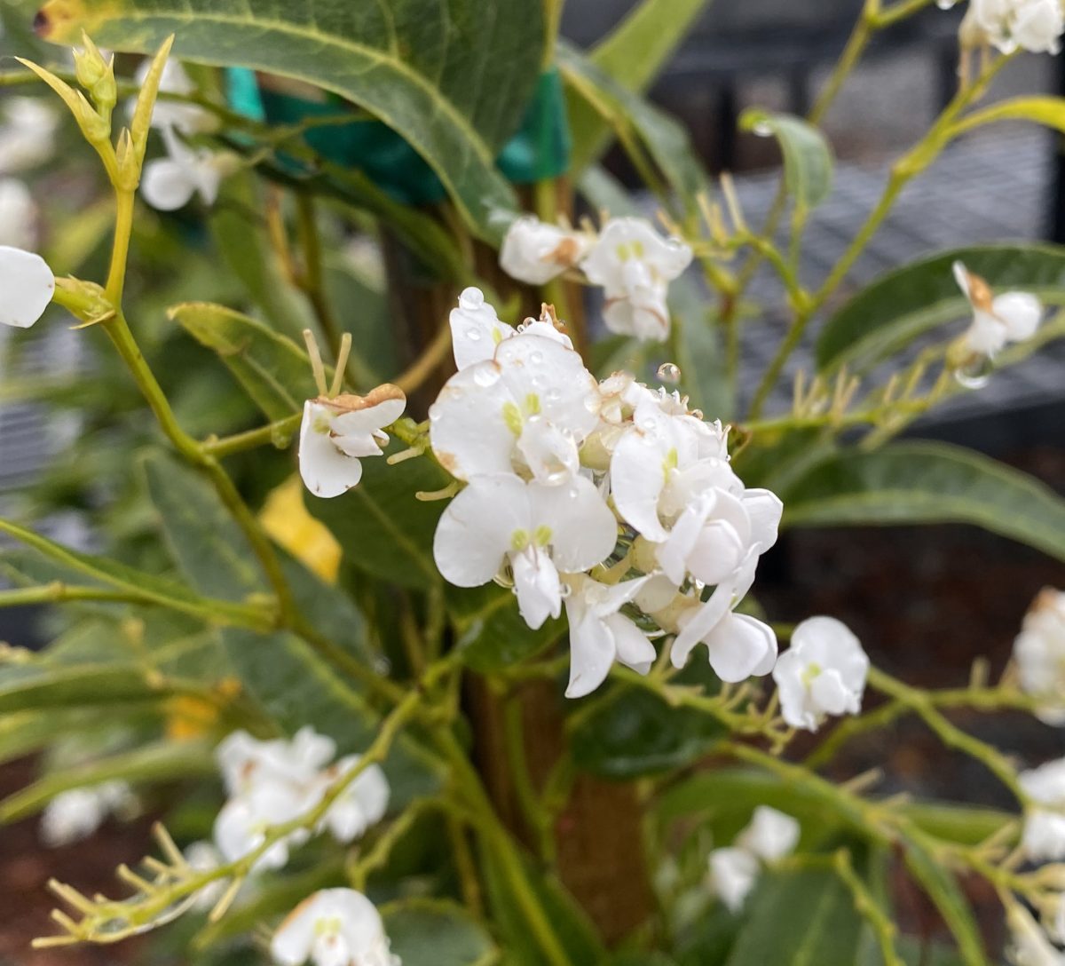 Hardenbergia violacea White Out b