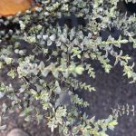 Hebe pimelioides 'Quicksilver'