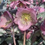 Helleborus hybridus 'Dorothy's Dawn'