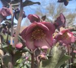 Helleborus hybridus 'Dorothy's Dawn' - Image 2