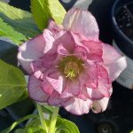 Helleborus hybridus 'Double Ellen Picotee'
